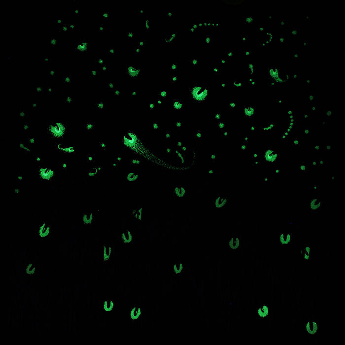 Fireflies Youth Navy T-shirt