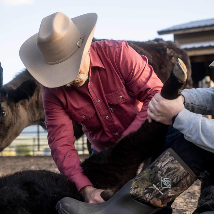 A man in a redwood MKC shop shirt assists with a calf on a ranch, showcasing durability and functionality for outdoor work.